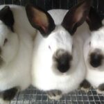 Starting Rabbit Farming Business in Nigeria (What you need to know)